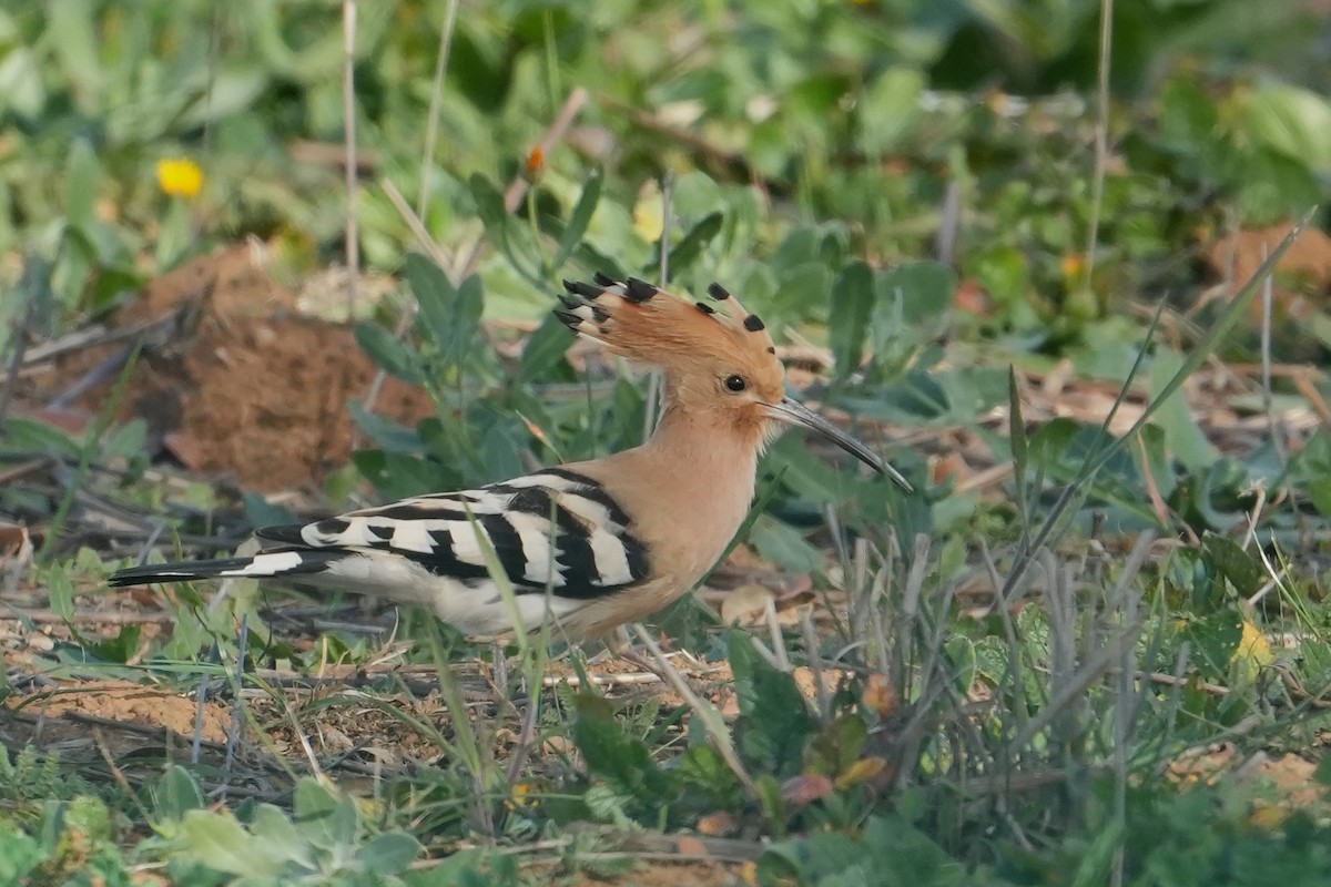 Eurasian Hoopoe - ML411372381