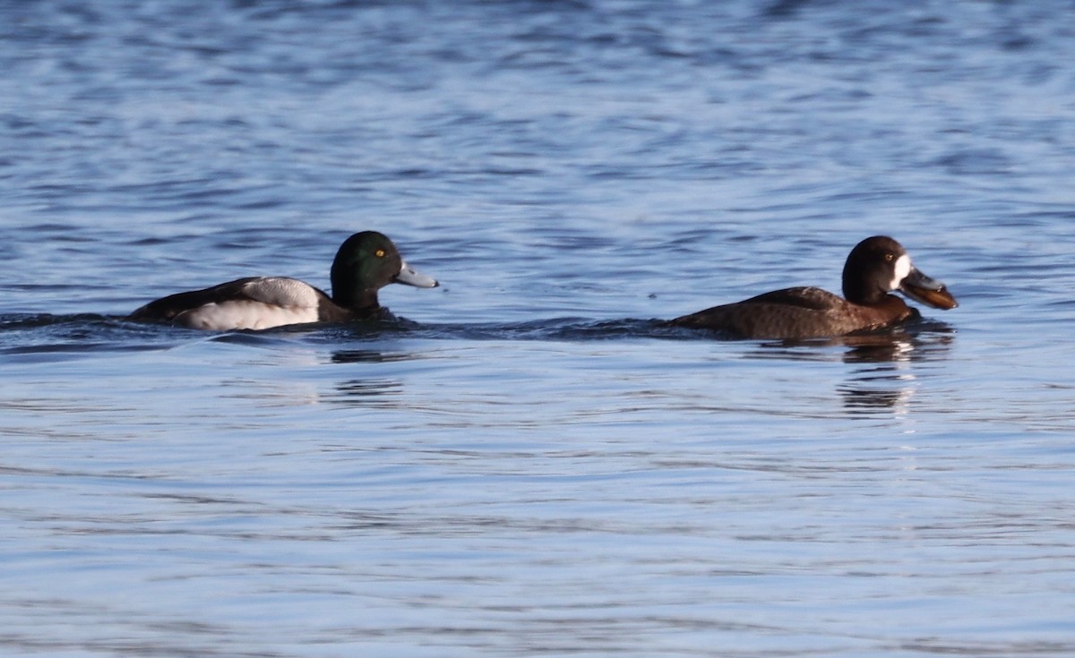 Greater Scaup - ML411374241