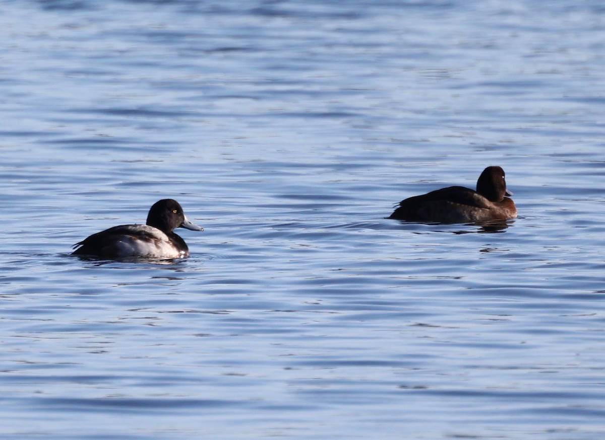 Greater Scaup - ML411374711