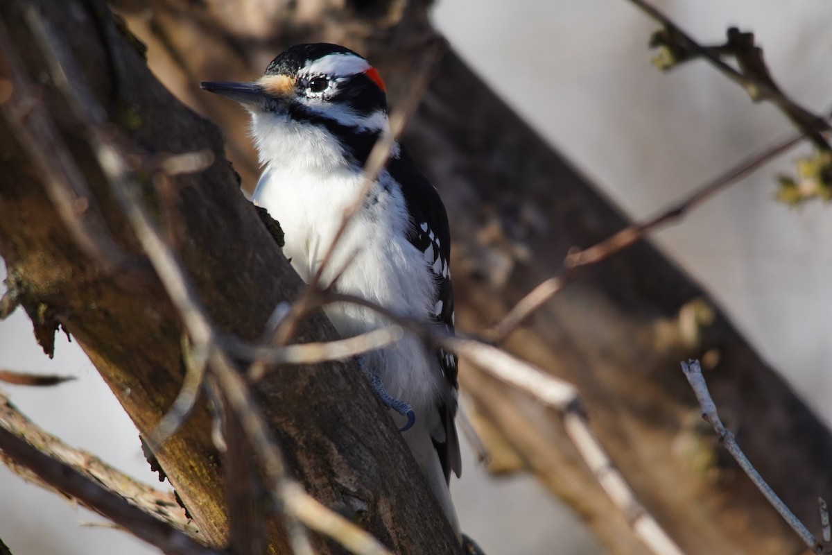 Hairy Woodpecker - ML411375311