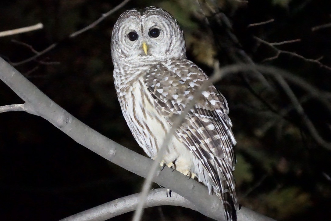 Barred Owl - ML411375771