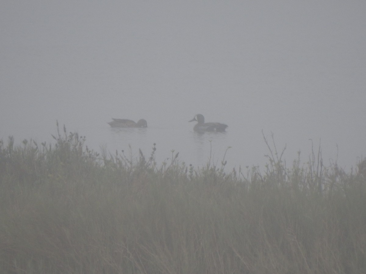 Blue-winged Teal - ML411375811
