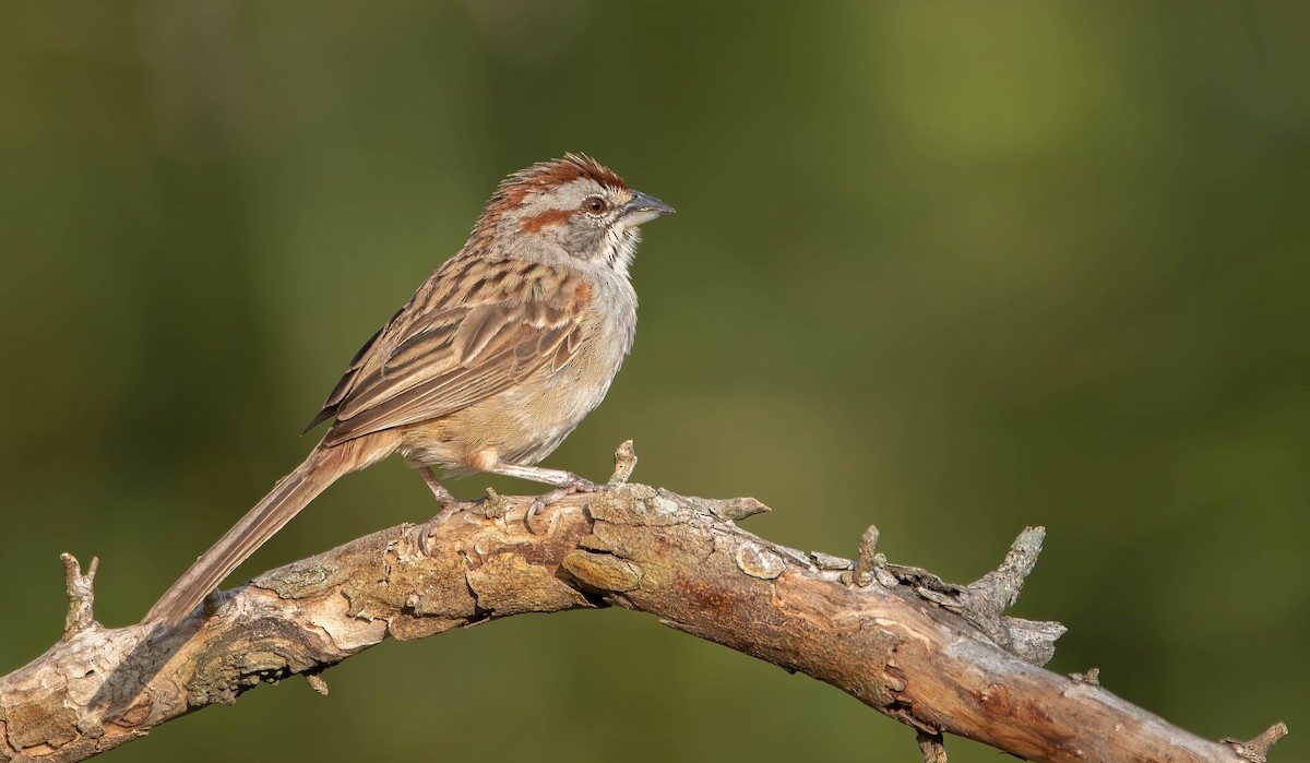 Chaco Sparrow - ML411376321