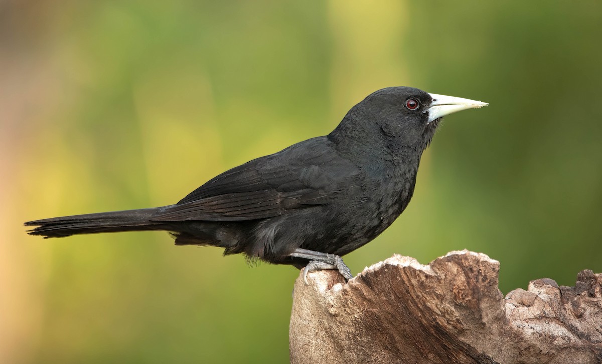 Solitary Black Cacique - ML411377641