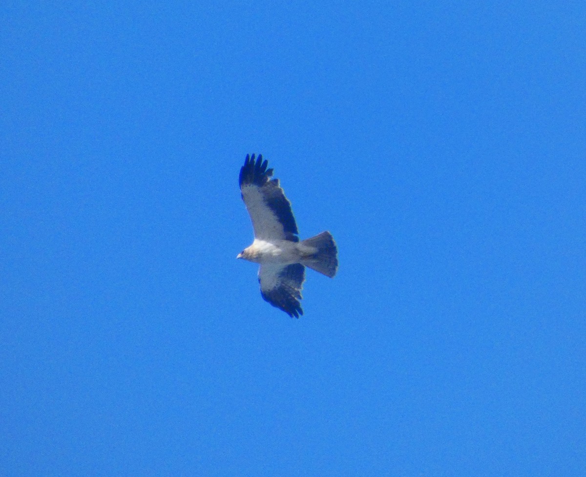 Booted Eagle - ML411378691