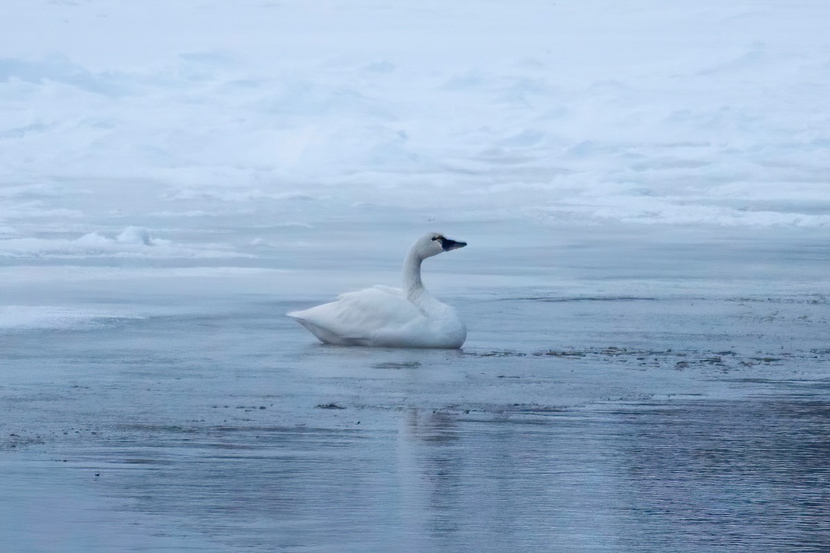 Tundra Swan - ML411379881