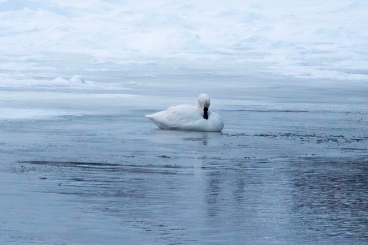 Tundra Swan - ML411379911