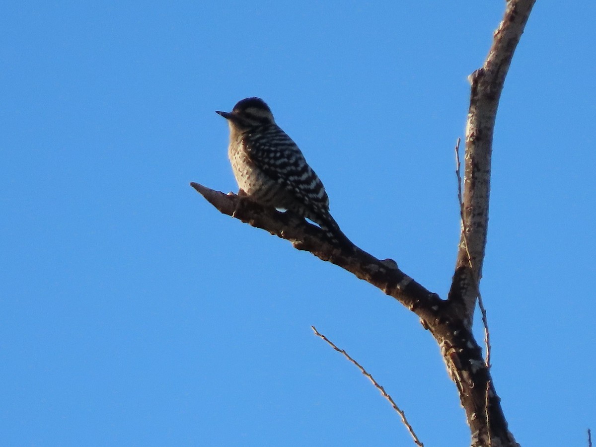 Ladder-backed Woodpecker - ML411380951