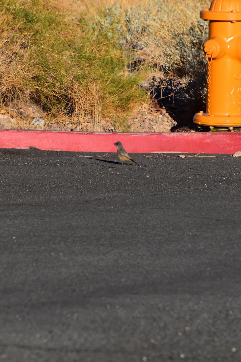 Феб великий - ML411381141