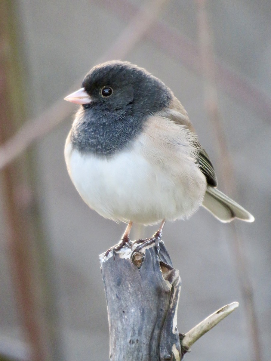 Junco Ojioscuro (grupo oreganus) - ML411381661