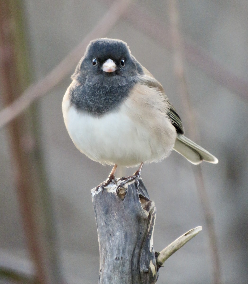 Junco Ojioscuro (grupo oreganus) - ML411381671