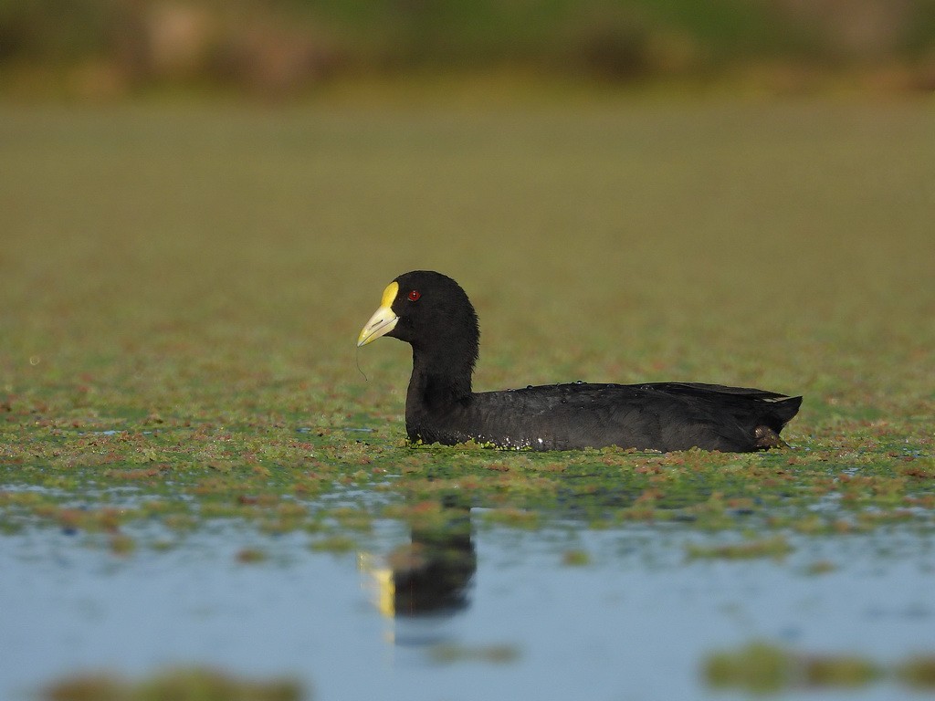 White-winged Coot - ML411382371