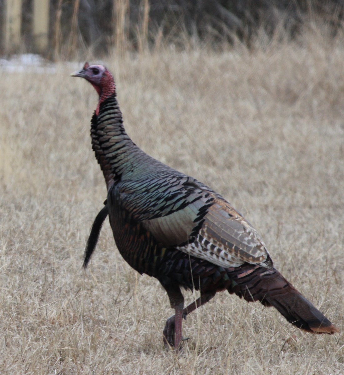 Wild Turkey - ML411383951