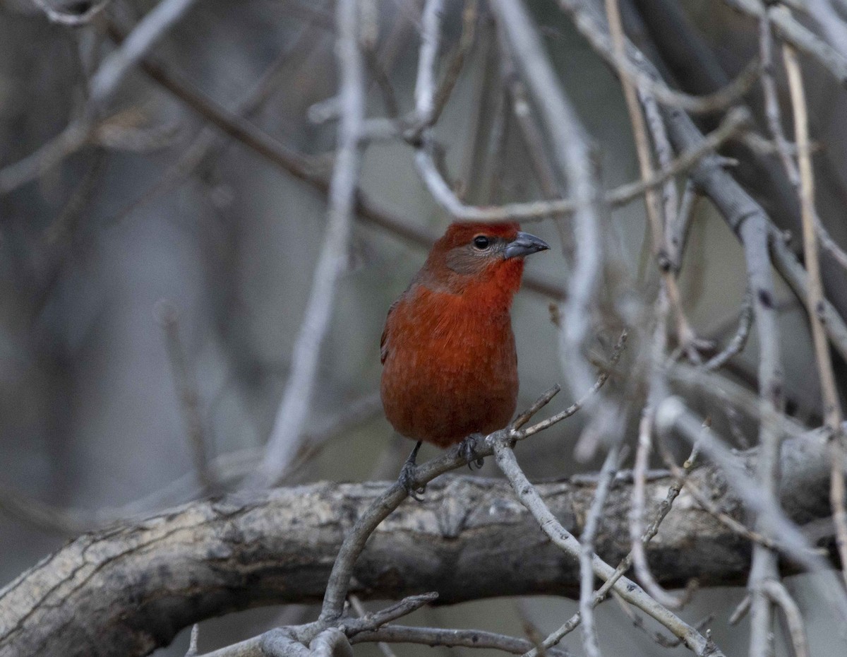 Hepatic Tanager - ML411384251