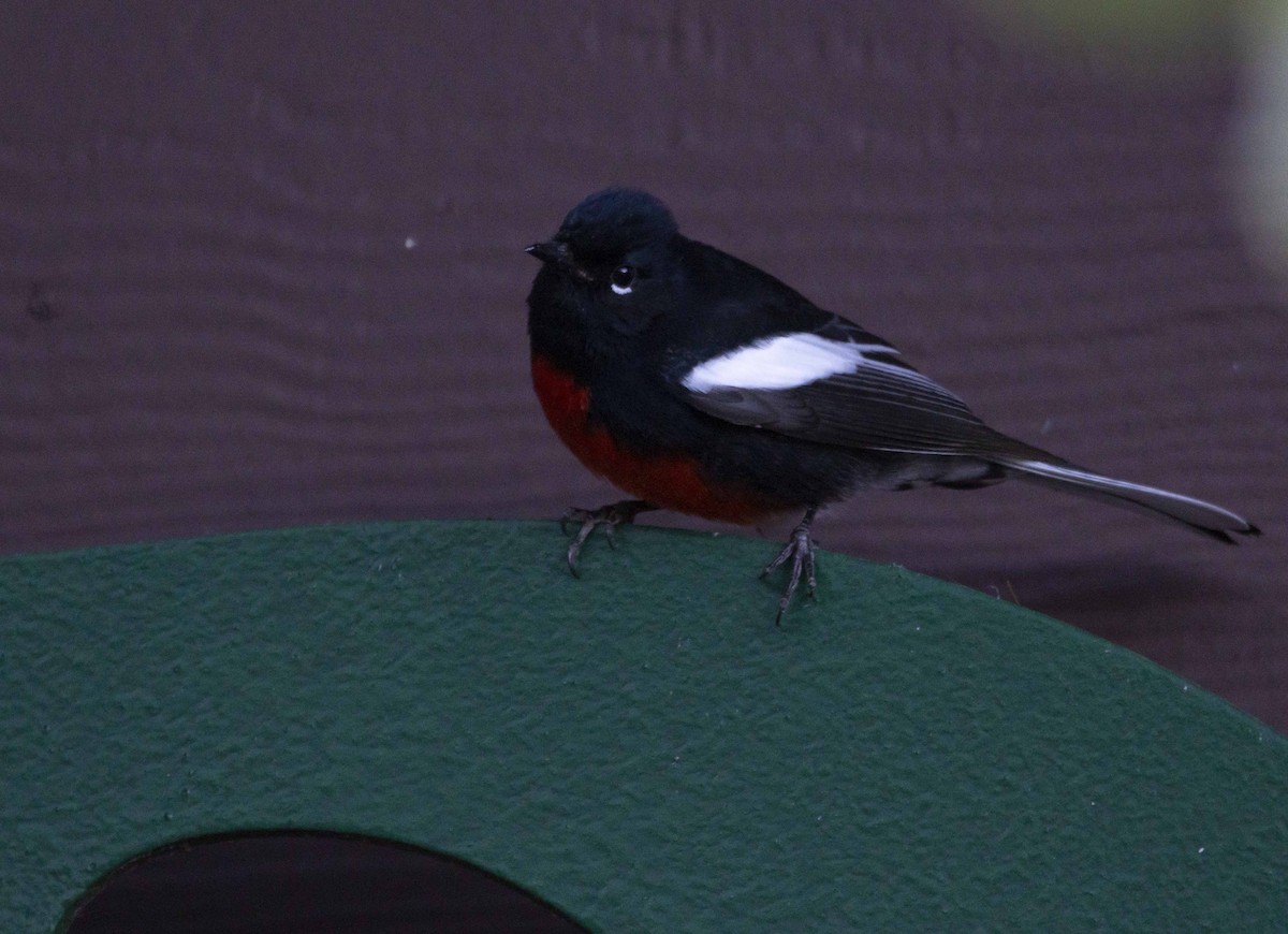 Painted Redstart - ML411384401