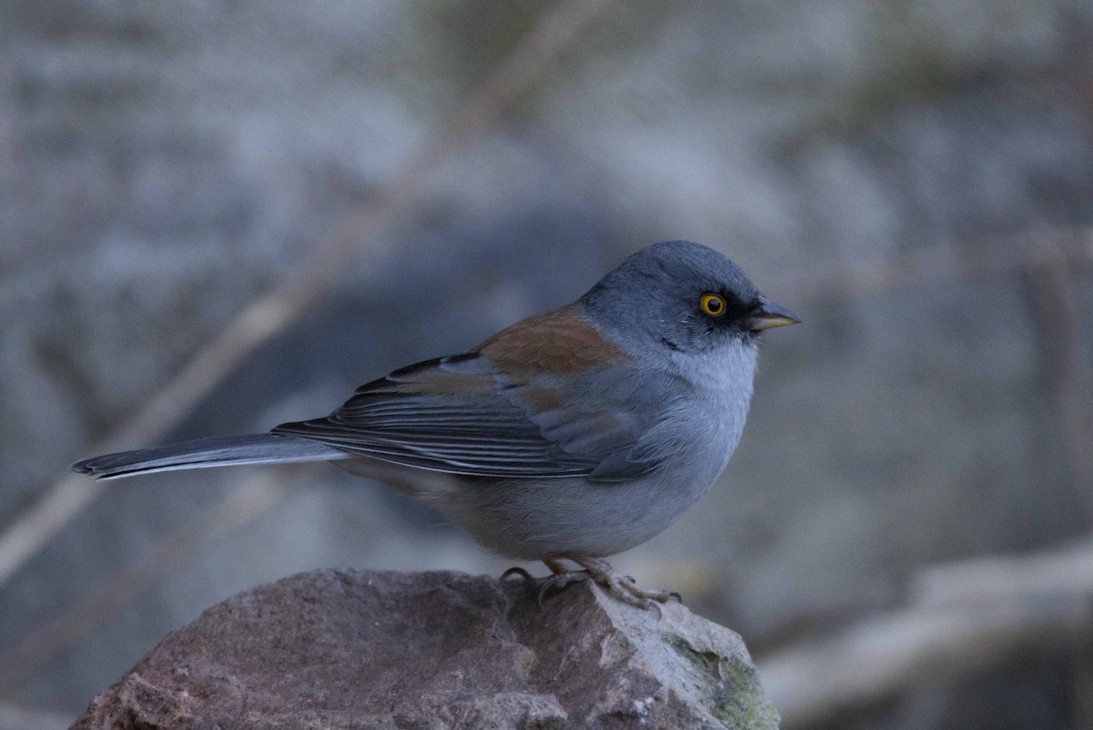 Yellow-eyed Junco - ML411384531
