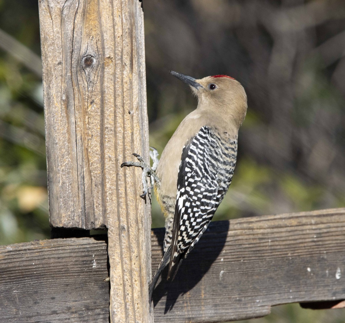 Gila Woodpecker - ML411385901