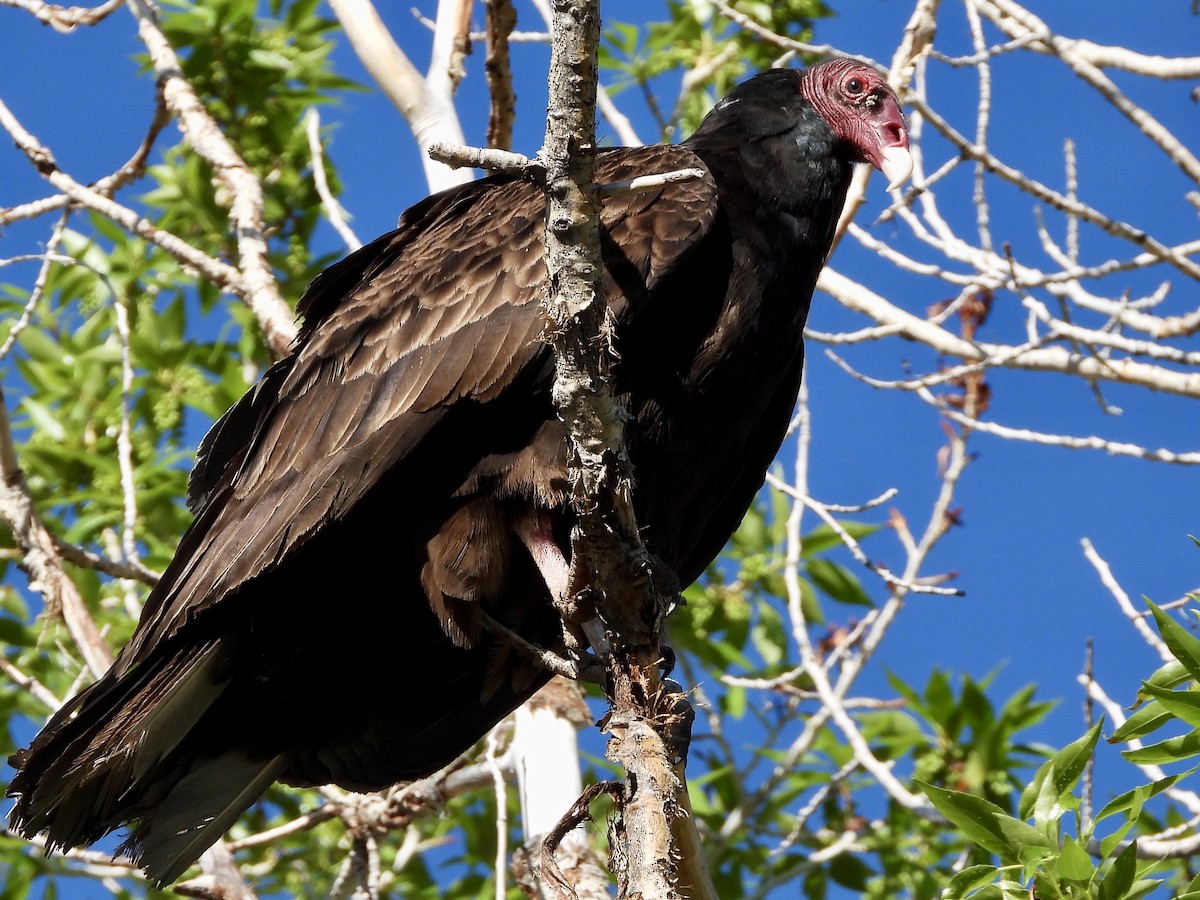 Turkey Vulture - ML411386971