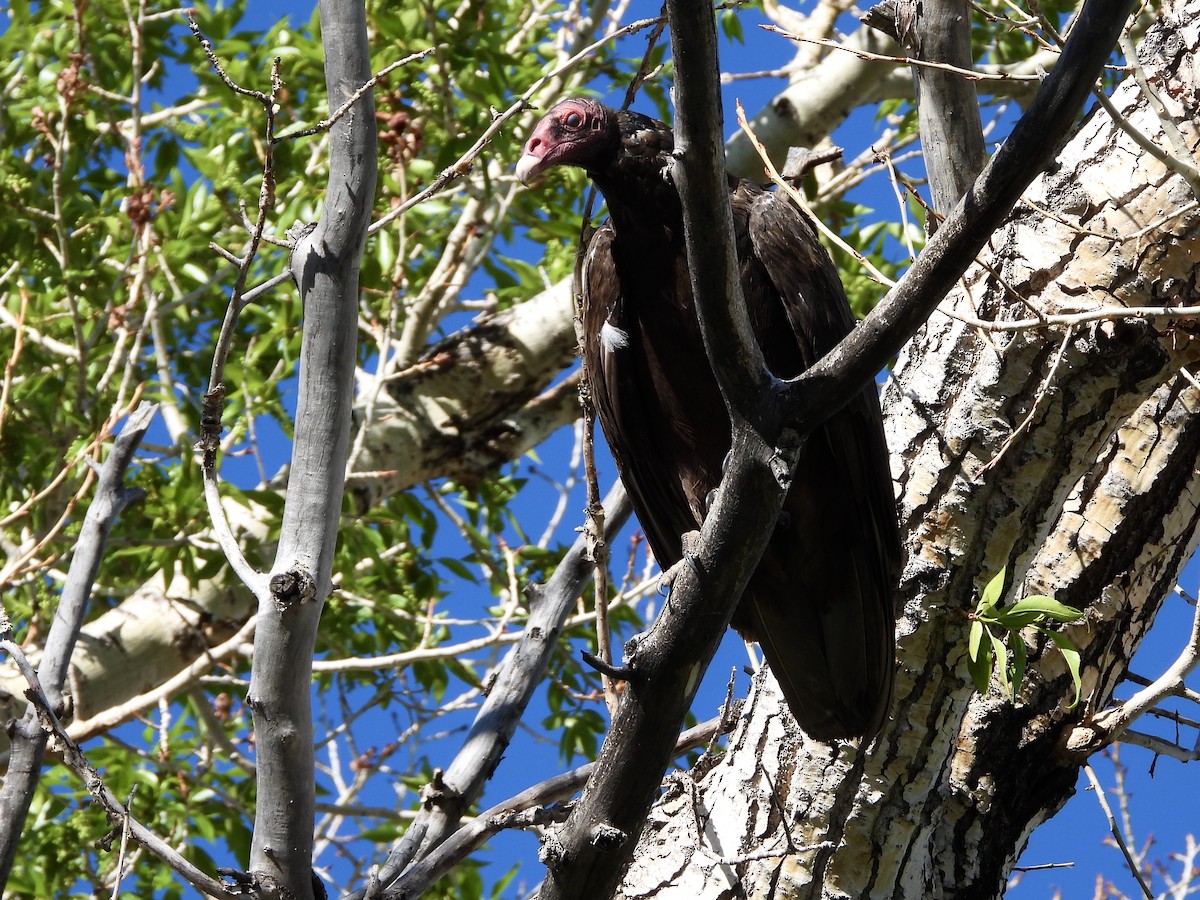 Turkey Vulture - ML411387161