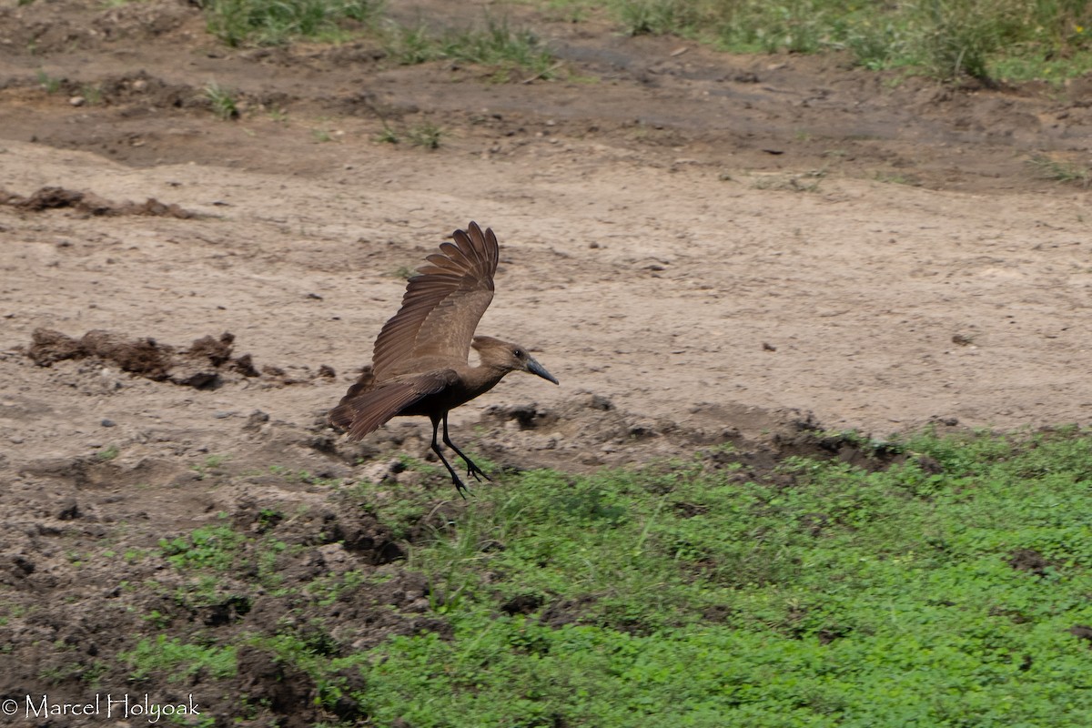 Hamerkop - ML411387491