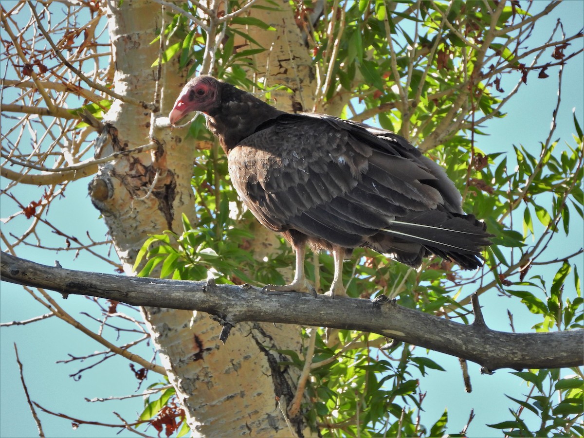 Turkey Vulture - ML411388431