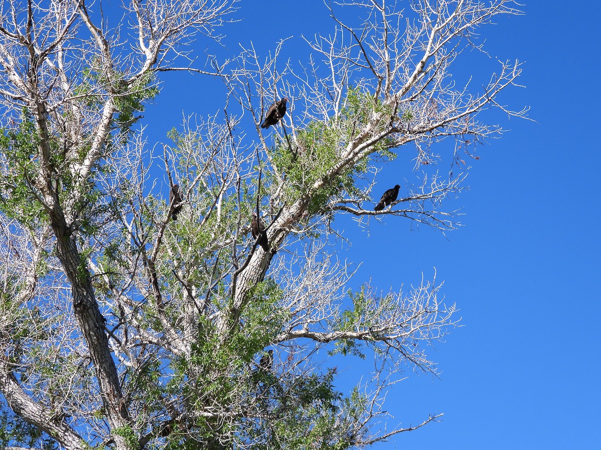 Turkey Vulture - Kellie Sagen 🦉