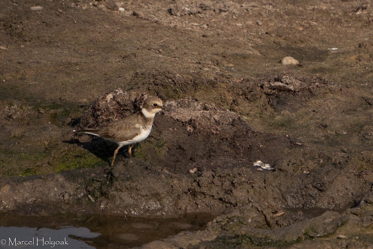 Little Ringed Plover - ML411389371