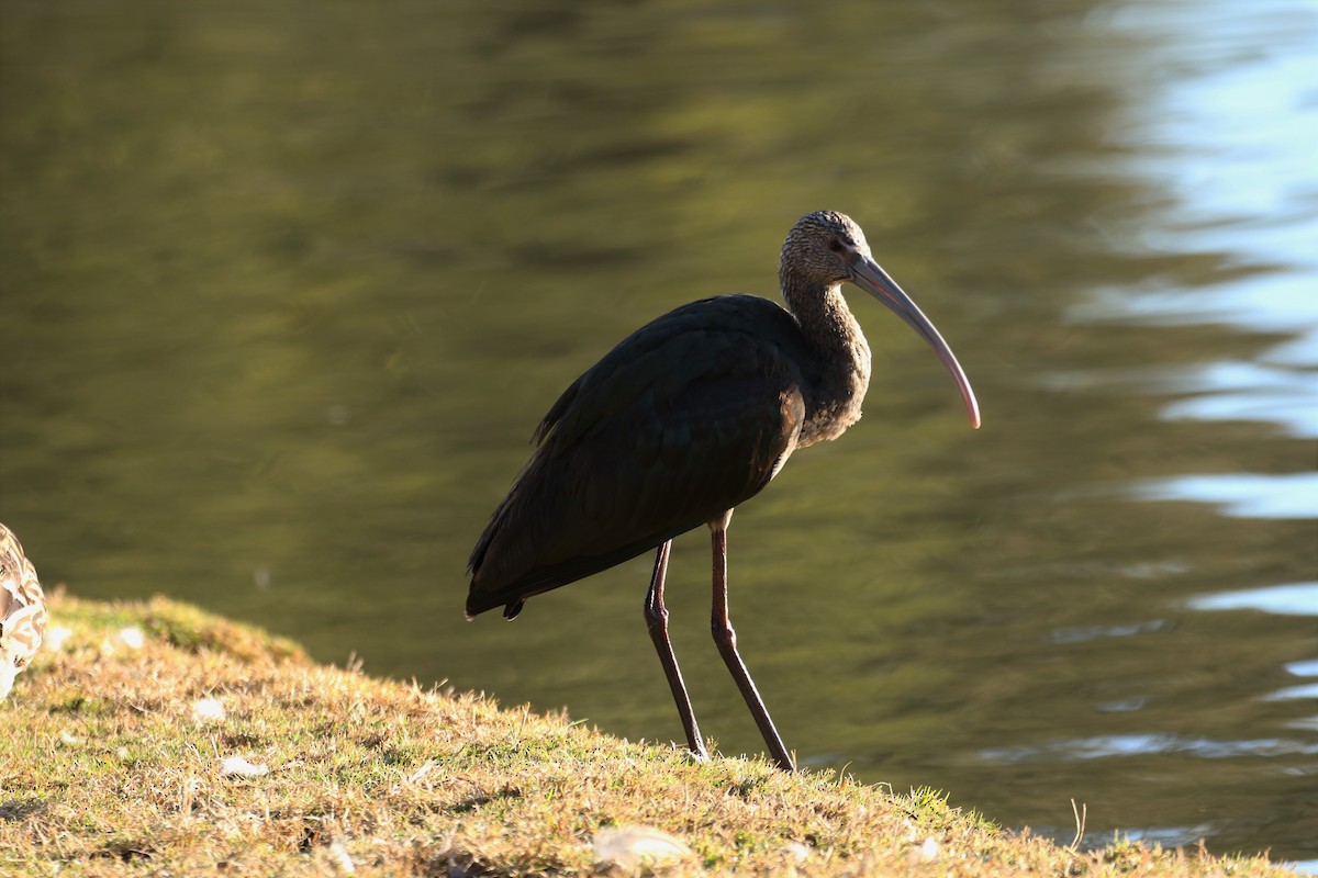 ibis americký - ML411389681