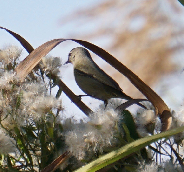 Orange-crowned Warbler - Douglas "BB" Watson