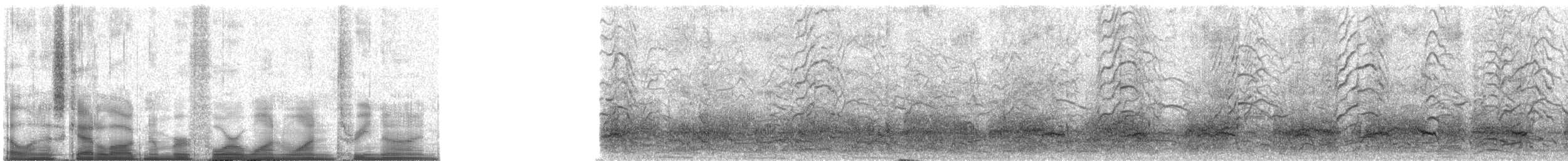 Cormoran à aigrettes - ML41139