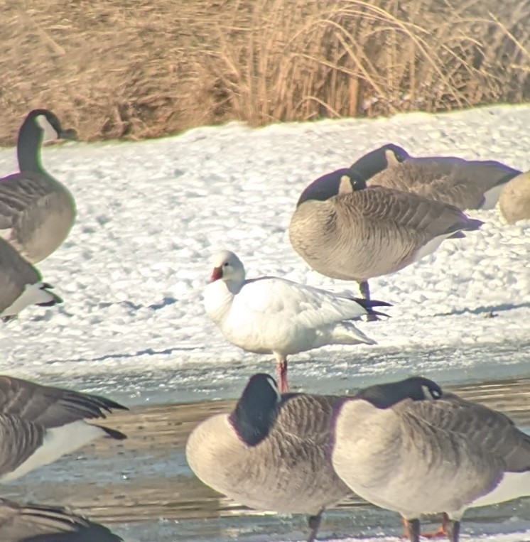 Ross's Goose - ML411390281