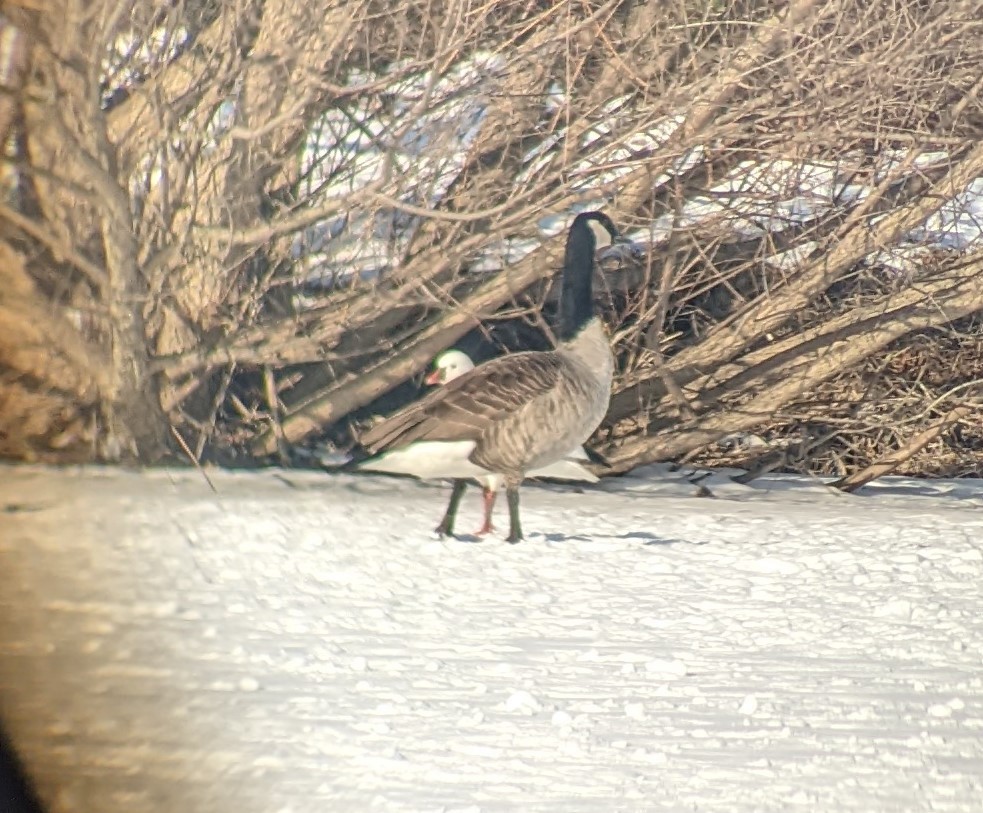 Ross's Goose - ML411390291