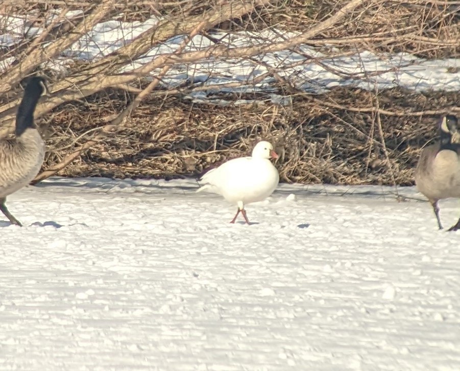 Ross's Goose - Beth Riemenschneider