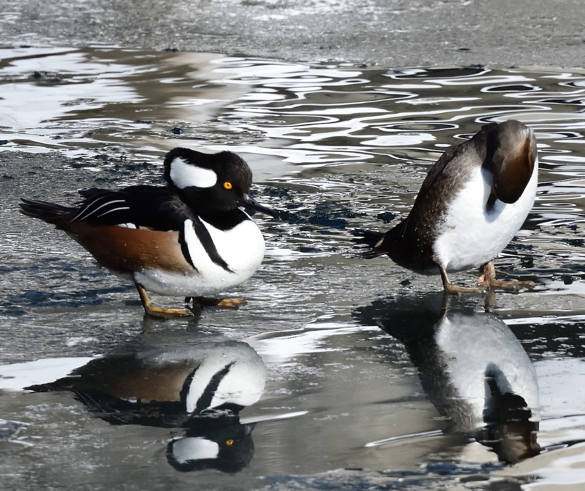 Hooded Merganser - ML411390741