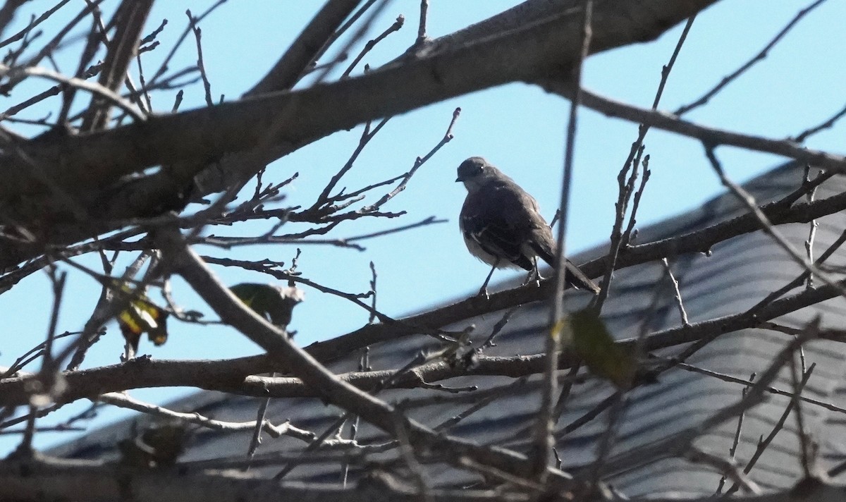 Northern Mockingbird - ML411390751