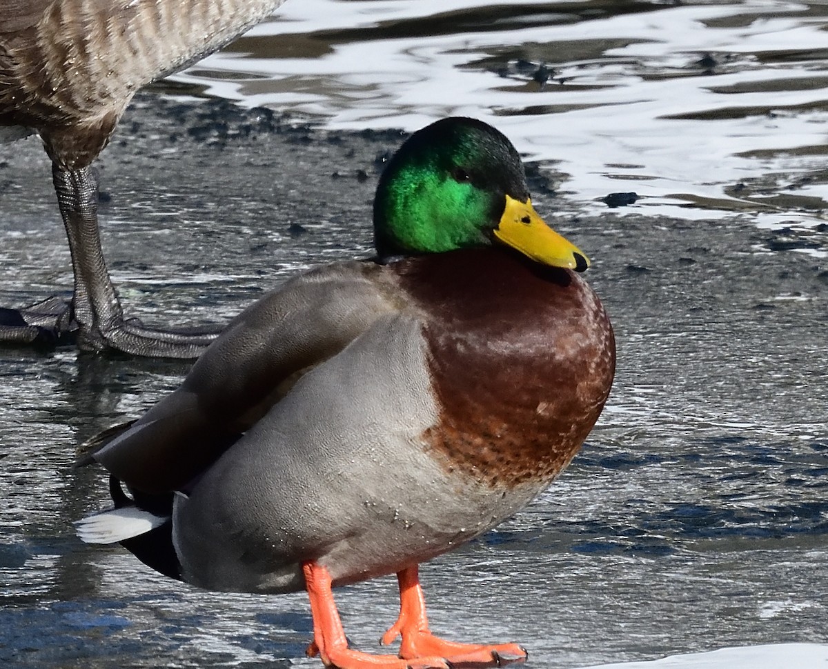 Mallard - ML411390991