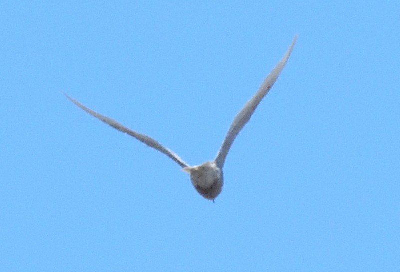 Iceland Gull - ML411391191