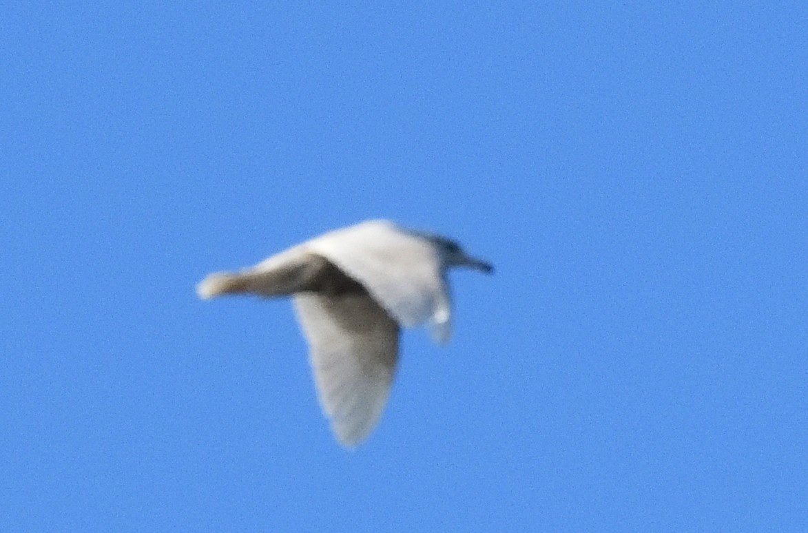 Iceland Gull - ML411391201