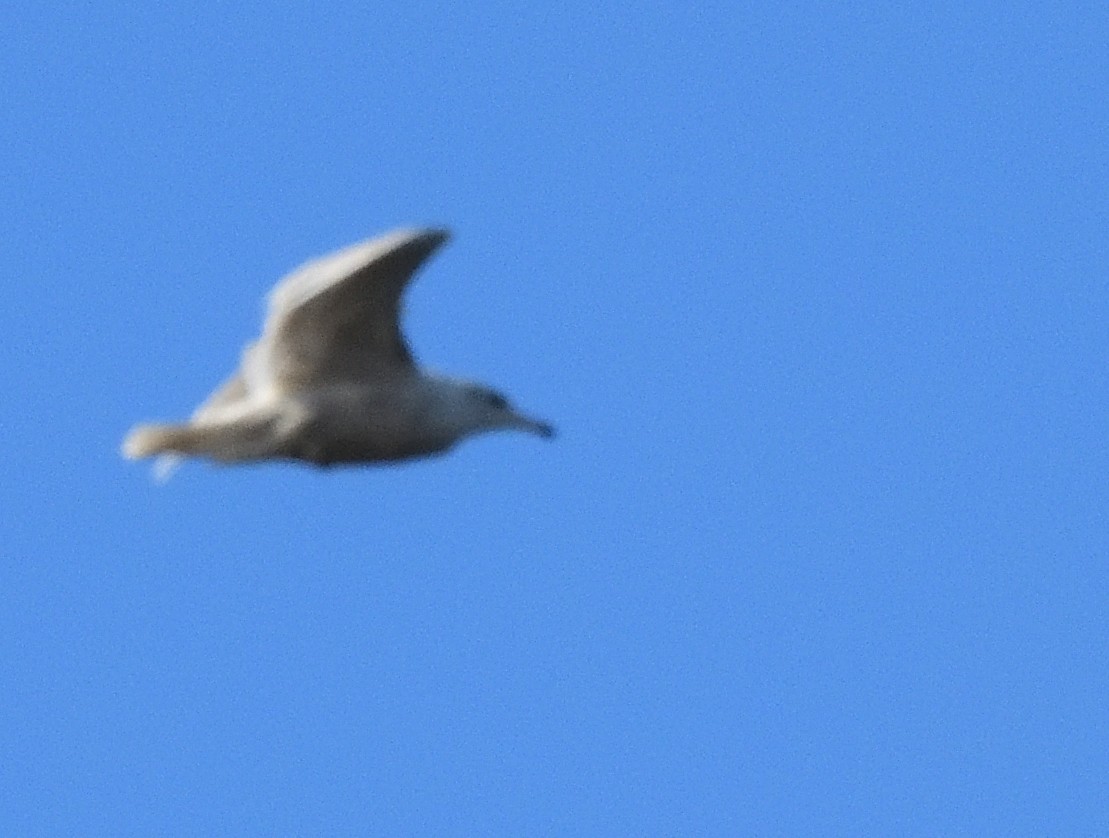 Iceland Gull - ML411391211