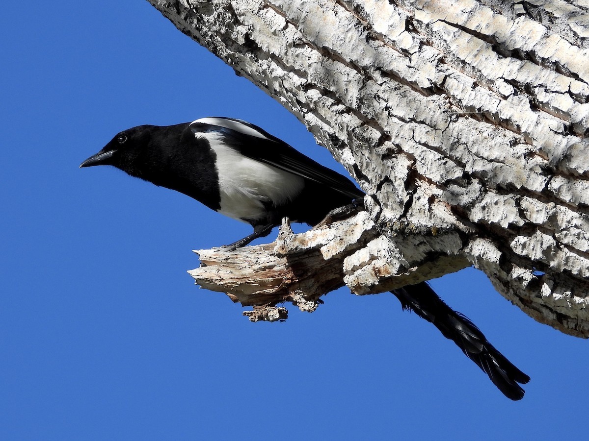 Black-billed Magpie - ML411391971