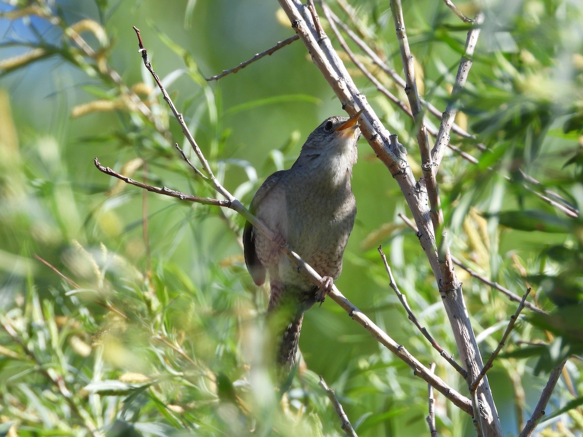 Northern House Wren - ML411392751