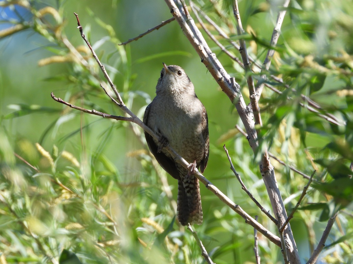 Northern House Wren - ML411392761