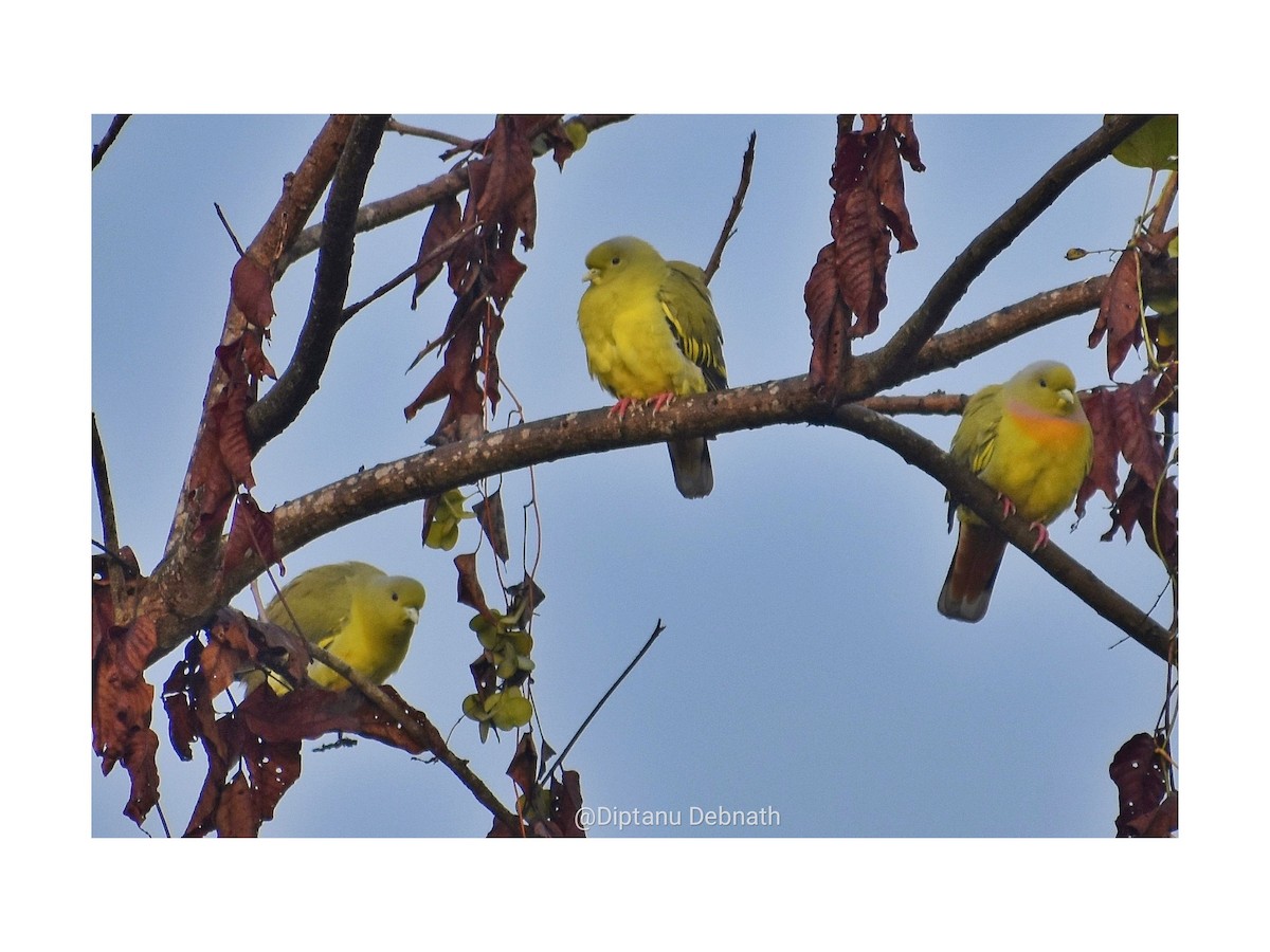 Orange-breasted Green-Pigeon - ML411393731