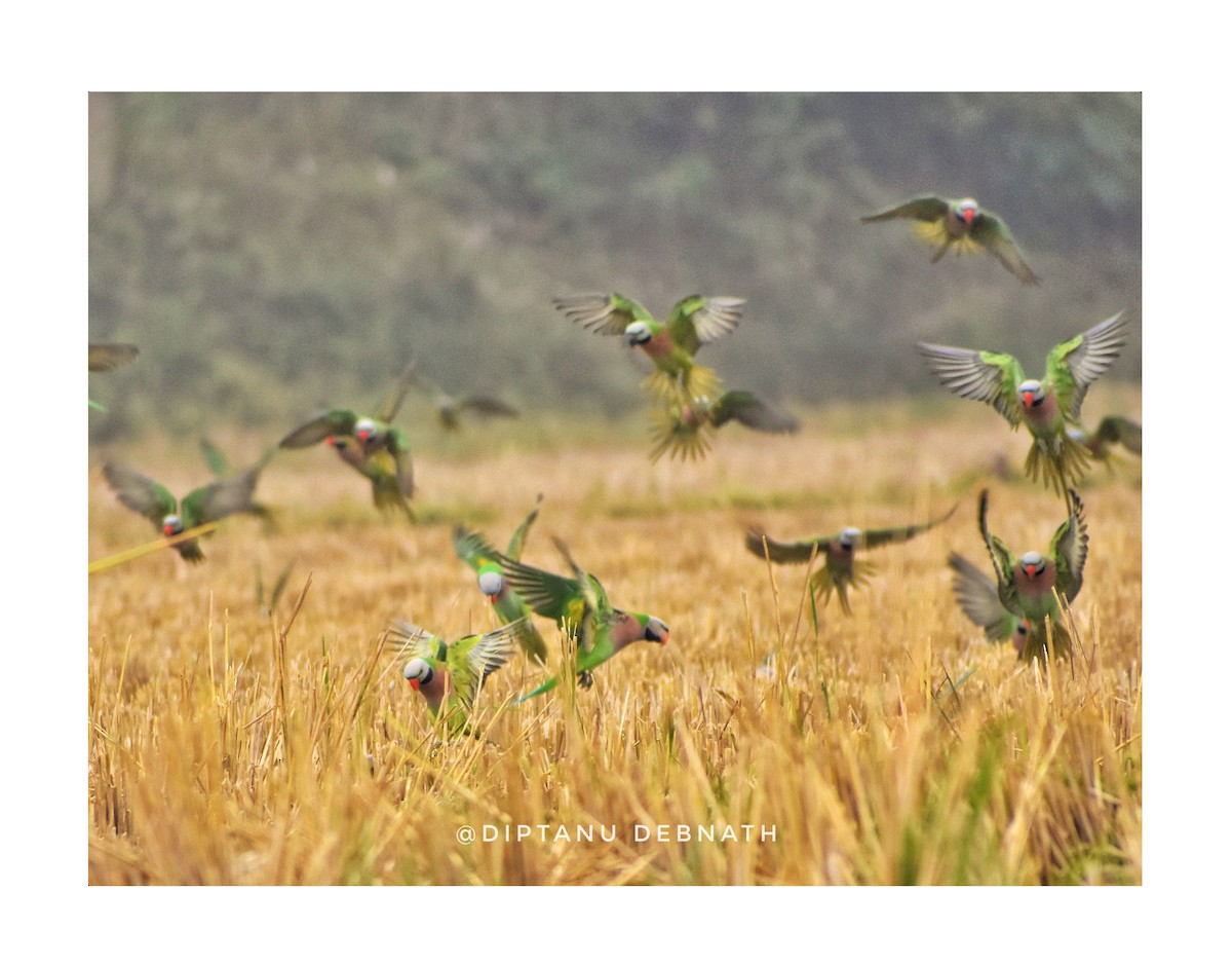 Red-breasted Parakeet - ML411394041