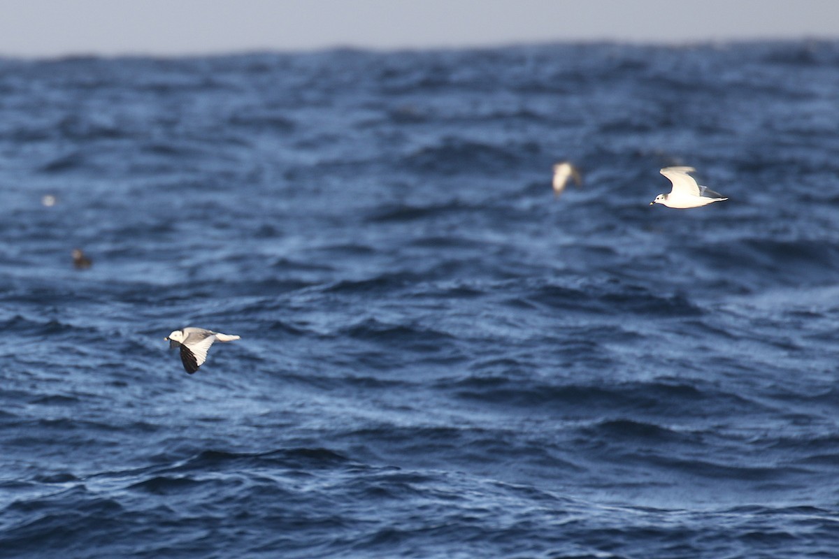 Sabine's Gull - ML41139471