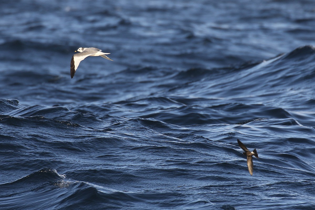 Sabine's Gull - ML41139481