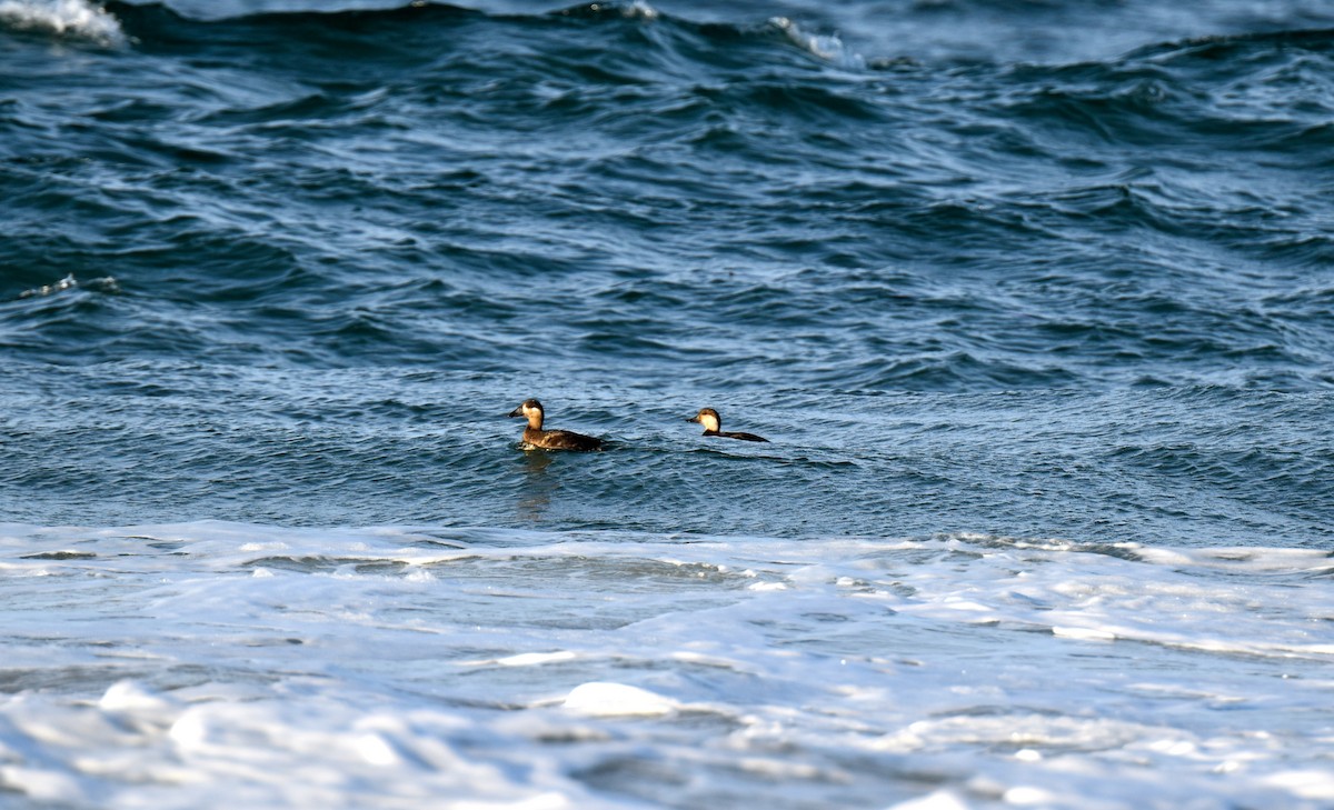 Black Scoter - ML41139521