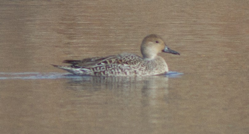 Northern Pintail - ML41139681