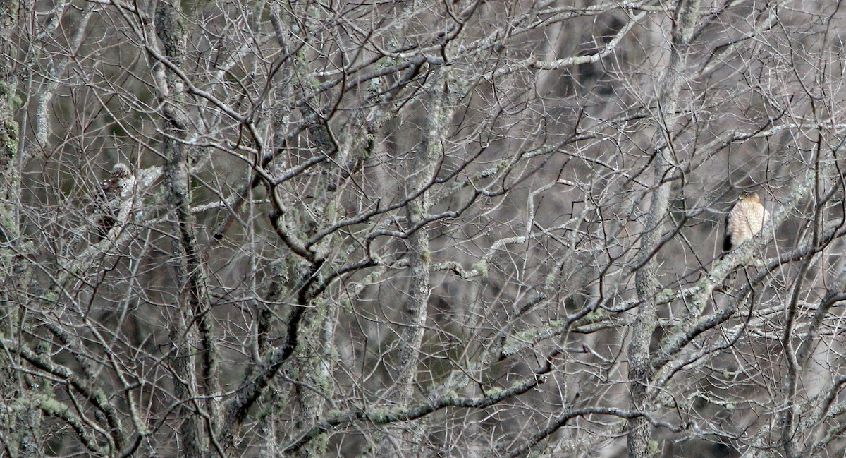 Cooper's Hawk - Lori White