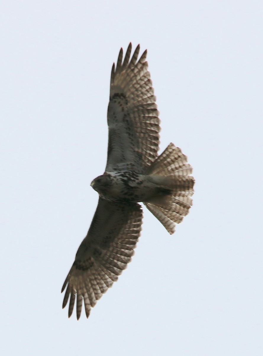 Red-tailed Hawk - ML411397741
